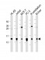 FAU Antibody (C-term)